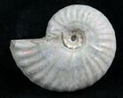 Silver Iridescent Ammonite - Madagascar #7783-1